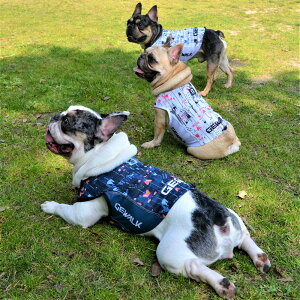 yGEWALK@WEH[NzN[O^NgbvyDM BS BMz  Ck DOG  AEghA