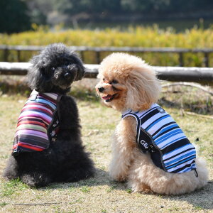 yGEWALK@WEH[NzTVF[h^NgbvyXS S Mz  Ck DOG  AEghA