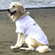 大型犬【GEWALK　ジウォーク】545グラフィック　ティーシャツ犬服 ペット服 夏服 ドッグウェア ペットウ…