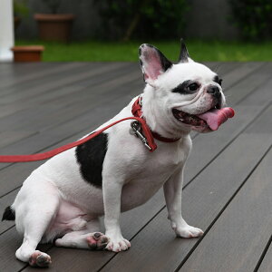 yDa Vinci _B`zybCObTJ[^J[y2.5 3 3.5z   Ck DOG  n[lX [h [V