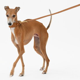 【Da Vinci ダヴィンチ】モナリザグレーハウンドカラー【3号 3.5号】 犬 いぬ イヌ DOG 首輪 ハーネス リード リーシュ