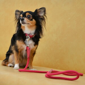 yDa Vinci _B`zrAJRbg[vJ[y2.5 3 3.5z   Ck DOG  n[lX [h [V