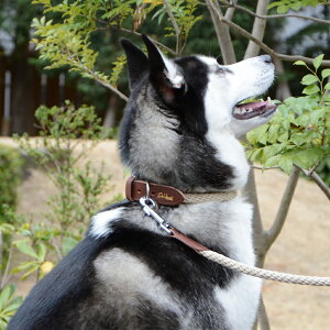 yDa Vinci _B`zNc@J[y5 5.5 6z   Ck DOG  n[lX [h [V