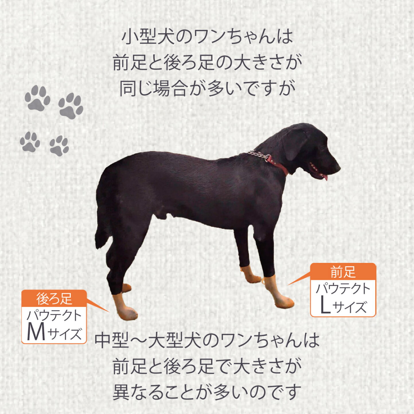 楽天市場 | PETs ADVANCE - ▽「パウテクト」のサイズ選びガイド▽