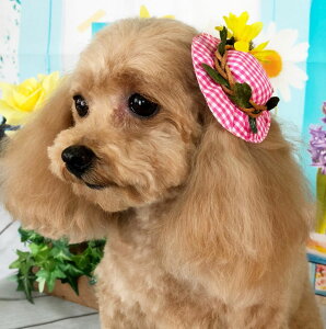 y䂤pPbg360~zybgp wANbv Ђ܂MKnbgNbv C-118 10 L T  g}[IXX [3_܂OK