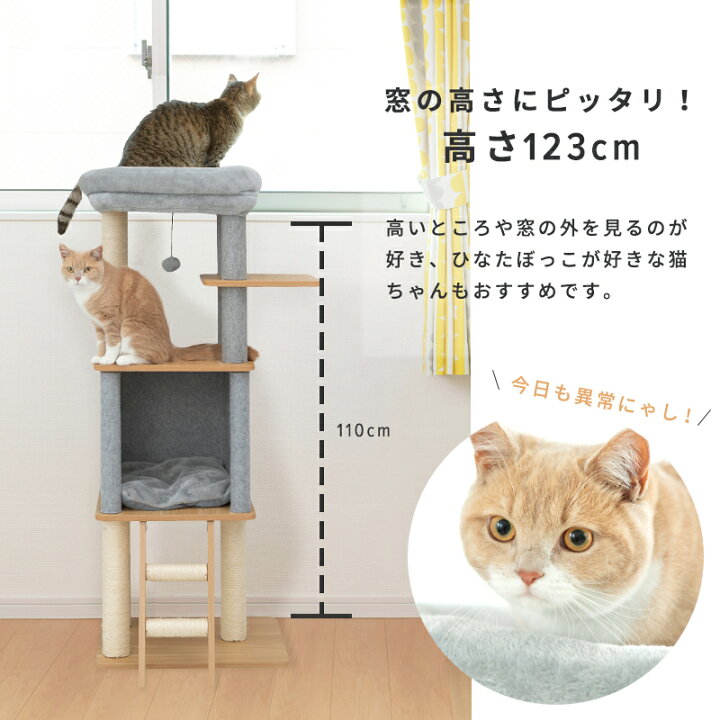 楽天市場】【500円クーポン+P3倍・お買い物マラソン限定】キャット 