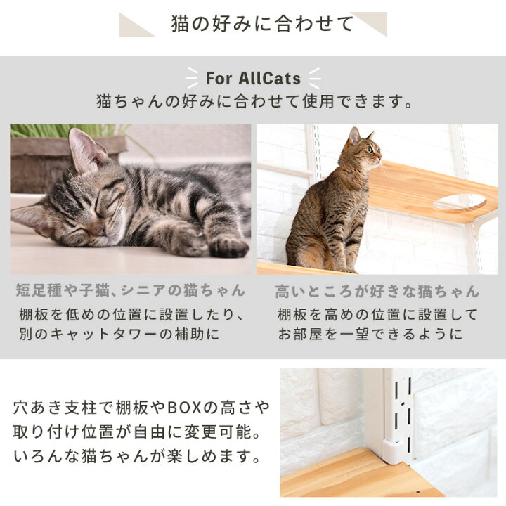 楽天市場】【2000円クーポン・お買い物マラソン限定】キャットタワー 