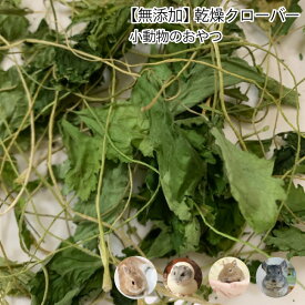 楽天市場 うさぎ クローバーの通販 楽天市場 うさぎ クローバーの通販
