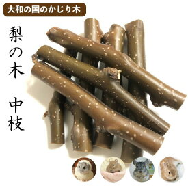 楽天市場 かじり木 梨の通販