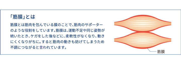 楽天市場】ファイテン 筋膜スクレイパー phiten 筋膜 スクレイパー 
