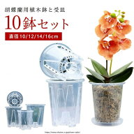 植木鉢 蝶蘭 蘭の鉢 受皿付き 穴付き プラスチック 胡蝶蘭鉢 洋蘭鉢 透明 屋外 屋内対応 10鉢セット 胡蝶…