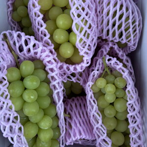 _N[|zz^ RY VC}XJbg 2kg 1 6[ 8[ s  Ԃǂ   ʕ  Yn { H Hi x Â AEgbg KiO   b