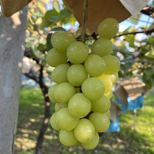 _N[|zz^ RY n VC}XJbg 2kg 1 6[ 8[ s FVC   Ԃǂ   ʕ  Yn { H Hi x Â AEgbg 