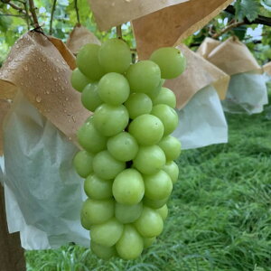 _N[|zz^ RY n@[VC}XJbg 2kg 1 3[`5[ s FVC   Ԃǂ   ʕ  Yn { H Hi x Â AEg