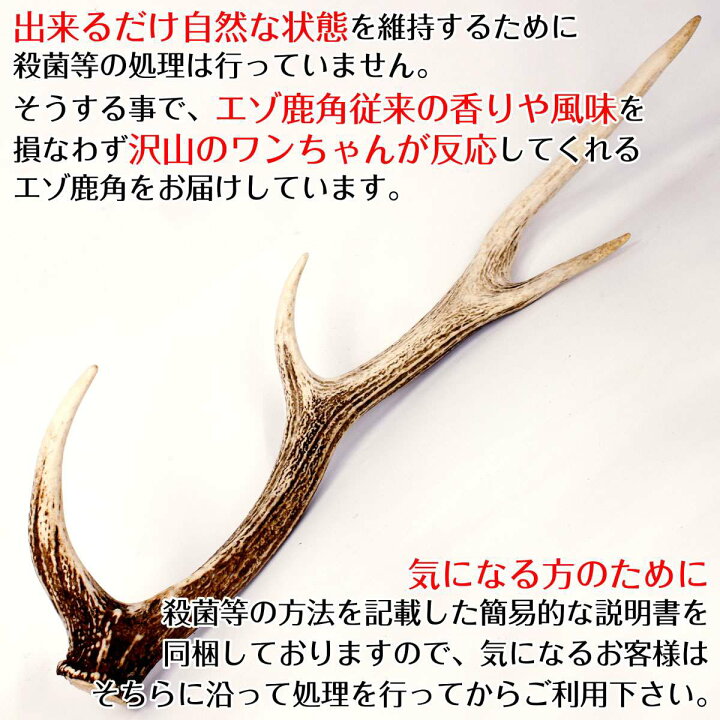 楽天市場 大型犬用 犬 鹿の角 鹿角 蝦夷鹿 おもちゃ 北海道産 角 ガム エゾ鹿 無添加 蝦夷鹿 デンタルケア 口臭予防 ドッグフード ピアニッシモ