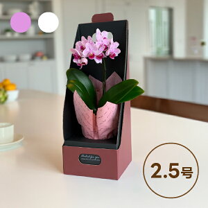 Ŗm̃}CNӒy2.5 1{zMtg{bNX( A Mtg v[g t[ ~jӒ   Ԕ  e `   50 60 70 80 蕨 JX J