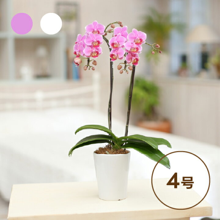 楽天市場】椎名洋ラン園のミディ胡蝶蘭【4号L2F】(花 鉢植え ギフト 