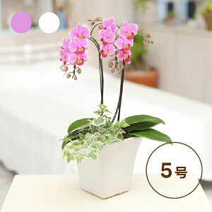 Ŗm̃~fBӒϗt52F( A Mtg v[g t[ ~jӒ   Ԕ  e `   50 60 70 80 蕨 JX J@ J ړ] AC ~ 