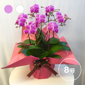 Ŗm̃VFAI[Lbh 87F (7l)( A Mtg v[g t[ ~jӒ   Ԕ  e `   50 60 70 80 蕨 JX J@ J ړ] AC 