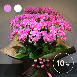 Ŗm̃VFAI[Lbh 1010F (10l)( A Mtg v[g t[ ~jӒ   Ԕ  e `   50 60 70 80 蕨 JX J@ J ړ] AC