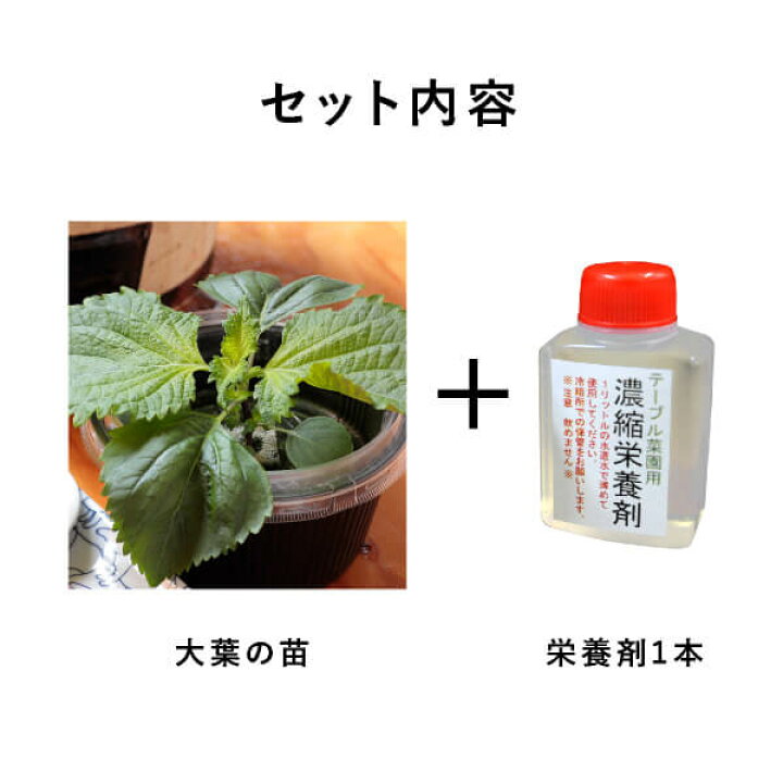 楽天市場 送料無料 テーブル菜園 大葉 栄養剤1本 おこもり 巣ごもり おうち時間 菜園 家庭菜園 水耕栽培キット 野菜 大葉 プランター栽培 初心者 家庭菜園セット 栄養剤付 室内 Piary ピアリー 楽天市場店 楽天市場 送料無料 テーブル菜園 大葉 栄養剤1本 おこもり 巣ごもり おうち時間 菜園 家庭菜園 水耕栽培キット 野菜 大葉 プランター栽培 初心者 家庭菜園セット 栄養剤付 室内 Piary ピアリー 楽天市場店