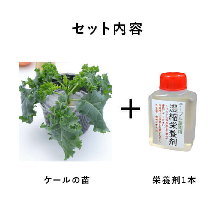 楽天市場 送料無料 テーブル菜園 ケール 栄養剤1本 おこもり 巣ごもり おうち時間 菜園 家庭菜園 水耕栽培キット 野菜 ケール プランター栽培 初心者 家庭菜園セット 栄養剤付 室内 Piary ピアリー 楽天市場店