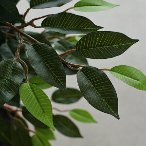 lHϗtA tFCNO[ Ficuse(tBJX) 690 H150cmEH160cm 2Ή lHA ϗtA  tFCN  ^ O[ CeA