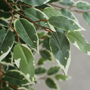 lHϗtA tFCNO[ Ficuse(tBJX) 1124 H170cm 2Ή lHA ϗtA  tFCN  ^ O[ CeA