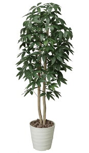 観葉植物 パキラ 光触媒の人気商品 通販 価格比較 価格 Com