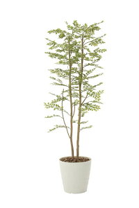 yN[|200~OFF11/16 23:59܂ŁzG} lHϗtA ̊y S[f[t 1.8m 155B400 ̓