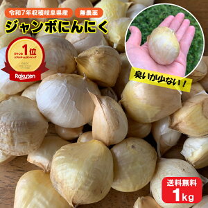 �y�y�V�����L���O��܁I�z�ߘa7�N�Y �Y�n���� �ɂ�ɂ� �o�� ���΂̔_�� �򕌌��S��Y ���Y �W�����{�ɂ�ɂ� 1kg �������� (�W�����{�j���j�N �r�b�O�T�C�Y �傫�� �L��Ȃ� �A���V�� ��� 