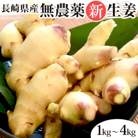 無農薬 生姜 ( 新生姜 ) 1kg 2kg 3kg 4kg しょうが ショウガ 根ショウガ 根生姜 国産 国内産 長崎県産 無農薬栽培 送料無料 業務用 野菜 生鮮 ジンジャー Ginger 1キロ 3キロ 冷え対策 温活 ぽかぽか 美味しい 人気 お取り寄せ おすすめ 蒸し生姜