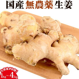 無農薬 生姜 ( 古根 ) 1kg 2kg 3kg 4kg 長崎県産 しょうが ショウガ 冷え性 冷え性対策 冷え 無農薬栽培 無化学肥料 国産 国内産 無添加食品 健康 健康食品 自然食品 1キロ 3キロ 温活 ぽかぽか の 料理 生姜茶 甘酢漬け スープ 生姜湯 にも にんじんジュース 人参ジュース