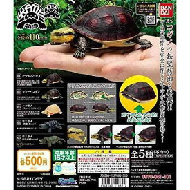 かめ04 いきもの大図鑑 ハコガメ [全5種セット(フルコンプ)] ガチャガチャ カプセルトイ