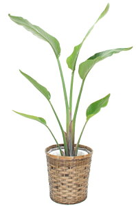 y@llpzϗtAEI[KX^ 8iTCYj y100`130cmz |   蕨 Mtg j p  LO JXj zj zj ] bNX FB  