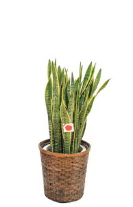 y@llpzϗtAETZxA10iTCYj y110`120cmz |   蕨 Mtg j p  LO JXj zj zj ]  oX