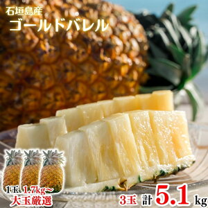 y2026NċGs̔z ʃS[ho3ʖ5.1kgySzpCAbvEpCibvEґEjEE񂹃OEΊ_E񂹁EMtgEv[