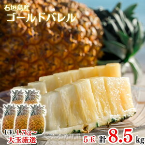 y2026NċGs̔z ʃS[ho5ʖ8.5kgySzpCAbvEpCibvEґEjEE񂹃OEΊ_E񂹁EMtgEv[