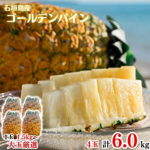 y2026NċGs̔z ʉpCibv4ʖ6.0kgySzpCAbvEpCibvEґEjEE񂹃OEΊ_E񂹁EMtgEv[