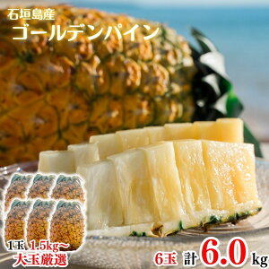 y2026NċGs̔z ʉpCibv6ʖ9.0kgySzpCAbvEpCibvEґEjEE񂹃OEΊ_E񂹁EMtgEv[