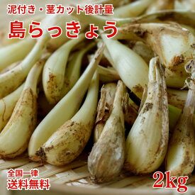 【2026年3月以降発送予定】 茎カット済み島らっきょう約2kg入【全国送料無料】らっきょう・島らっきょう・贅沢・御祝・御礼・お取り寄せグルメ・石垣島・お取り寄せ・ギフト・プレゼント・島野菜・お中元・御中元・お歳暮