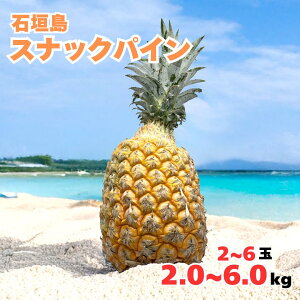 y2026NċGs̔z XibNpC2ʖ2kg~6ʖ6kgySzpCAbvEpCibvEґEjEE񂹃OEΊ_E񂹁EMtgEt[