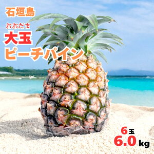 y2026NċGs̔z ʃs[`pC6ʖ6.0kgySzpCAbvEpCibvEґEjE񂹃OEΊ_E񂹁EMtgEv[gEt