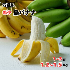 【2026年夏季お届け予約開始！】石垣島産 島バナナ1~3房入り1.3~1.5kgお取り寄せ 南国フルーツ 産地直送【甘すぎない 朝活 補給 お歳暮 中元 健康維持 元気 1日をサポート 高栄養 美容サポート 腸内環境 希少なフルーツ 沖縄 国産バナナ ギフト】