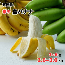 【2026夏季お届け予約開始！】石垣島産 島バナナ3~6房入り2.6~3.0kgお取り寄せ 南国フルーツ 産地直送【甘すぎない 朝活 補給 お歳暮 中元 健康維持 元気 1日をサポート 高栄養 美容サポート 腸内環境 希少なフルーツ 沖縄 国産バナナ ギフト】