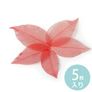 ݌ɌI5 i`I[KW[[t bh 23`44×51`65mm / ͂ t leaf   W fRf fR[V p[c ӂӂ ӂ Be  red ߂