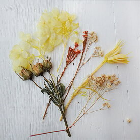 楽天市場 押し花用アクセサリー 花 観葉植物用品 花 観葉植物 花 ガーデン Diyの通販