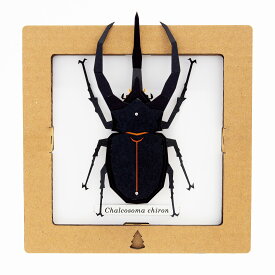 昆虫 インテリア工作 標本 カブトムシ SQAR スクエア ボグクラフト ペーパークラフト 手作り 簡単 【コーカサスオオカブト】 子ども 紙製