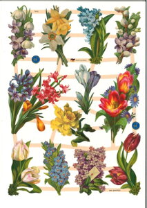 hCc NXt̉ XCZ qVX ԕ(Frhlingsblumen)fRp[W R[W XNbvsN`[ _CJbg G{X AeB[N