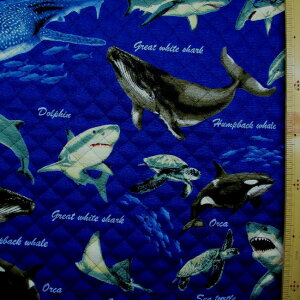 Q- LeBO n@i Lg n j C̉ҒB i n ) Lg n|106cm \n|IbNX i C̐ C  LeBO n C WxCU NW GC T CJ 